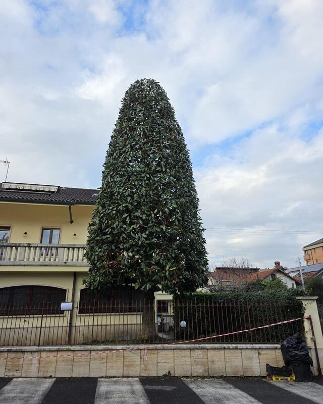 Post Instagram: la magnolia a lavoro finito