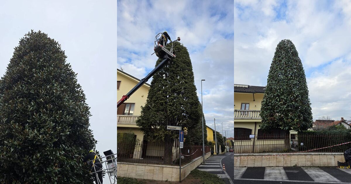 Magnolia prima, durante e dopo la potatura con piattaforma aerea