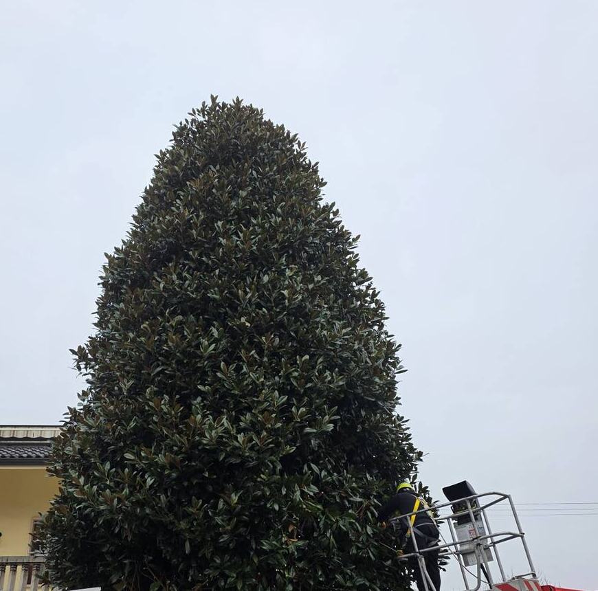 Prima: la magnolia con la chioma allargata e irregolare, con la piattaforma pronta alla base