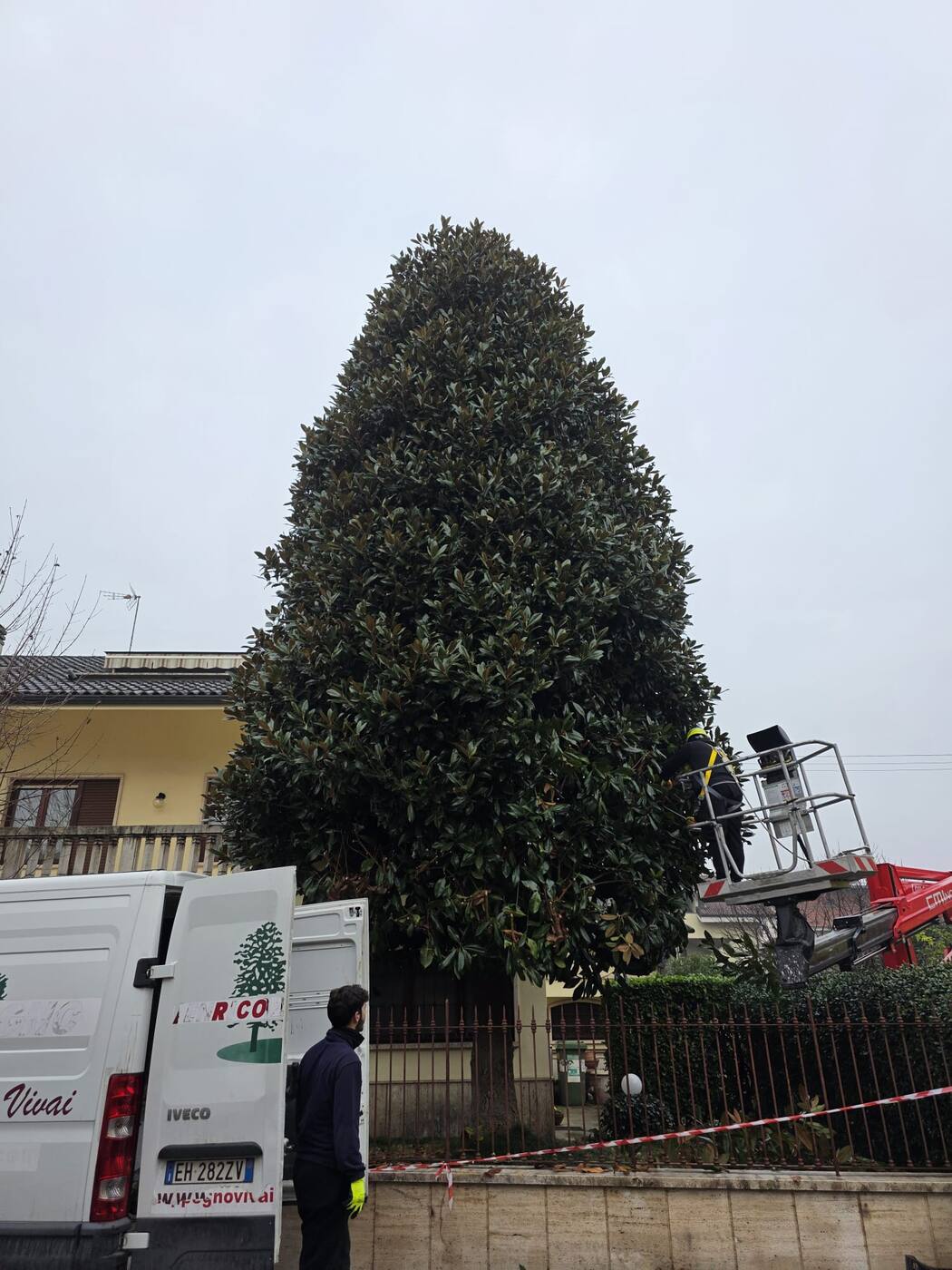 Grande magnolia sempreverde potata a forma regolare