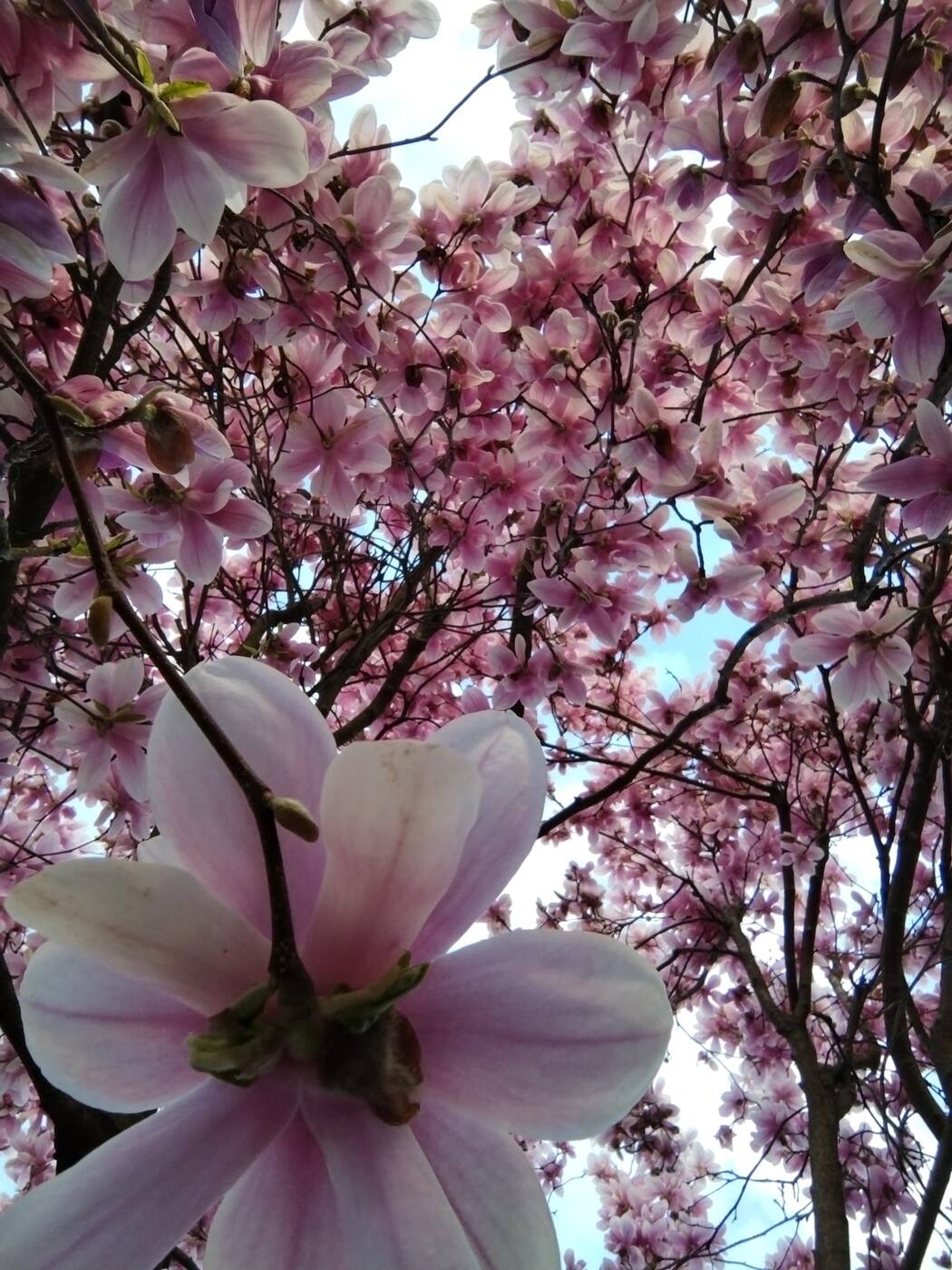 Fiori di magnolia