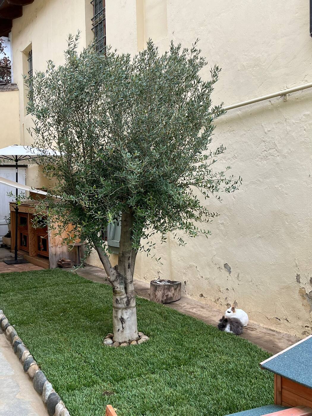 Ulivo messo a dimora in un cortile con prato nuovo