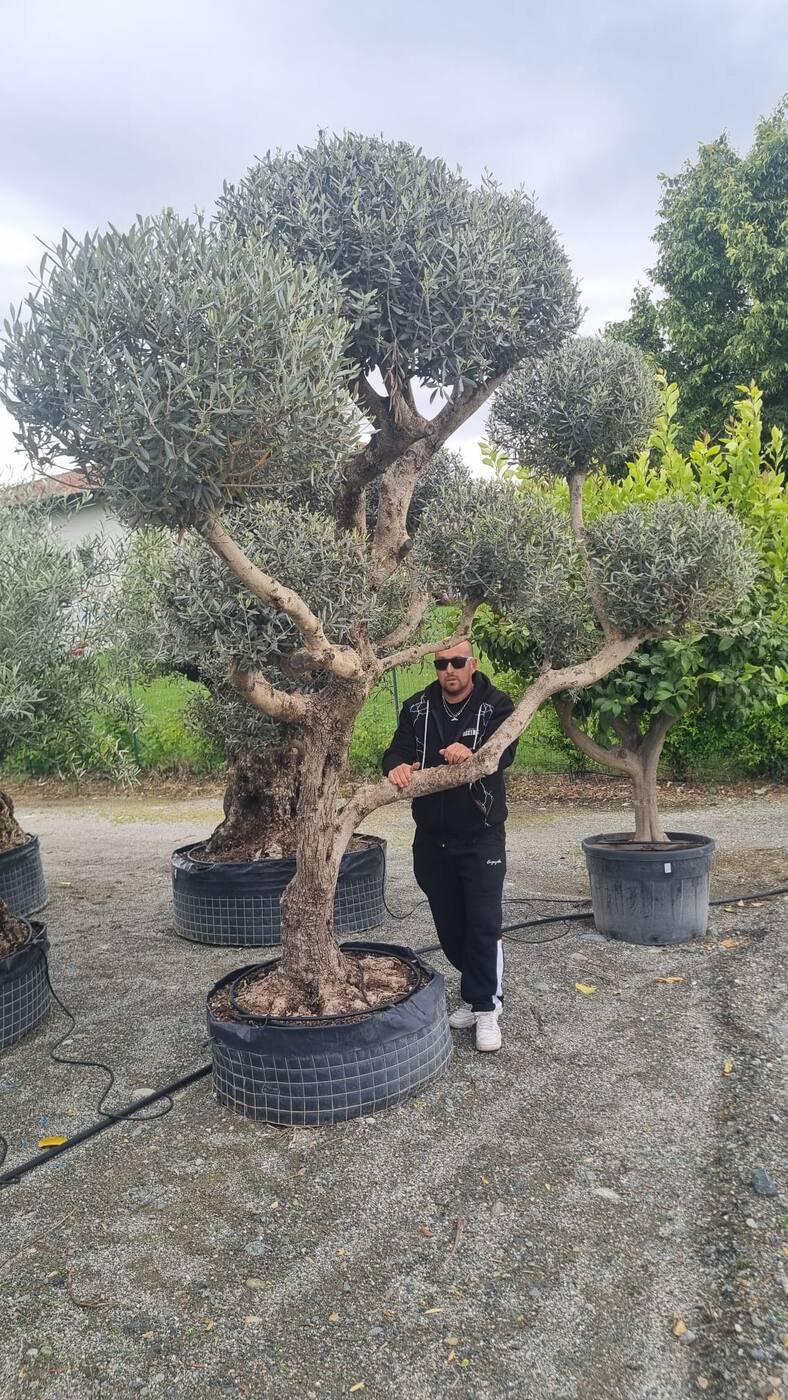 Valerio sceglie in vivaio un ulivo secolare per un giardino