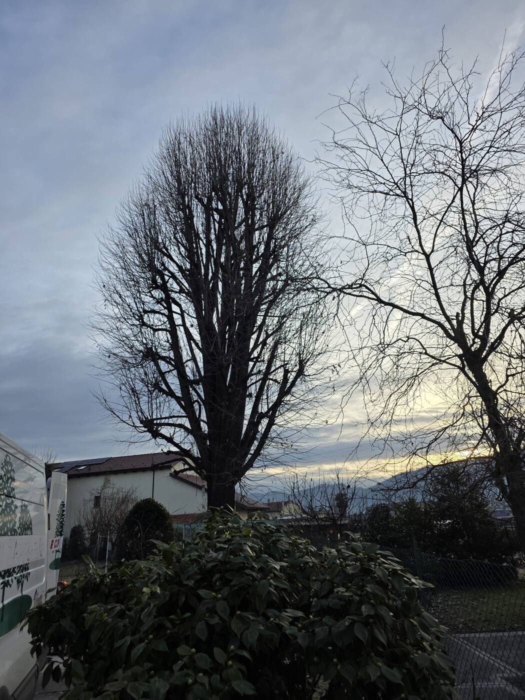 Albero potato con la chioma ridotta e regolare