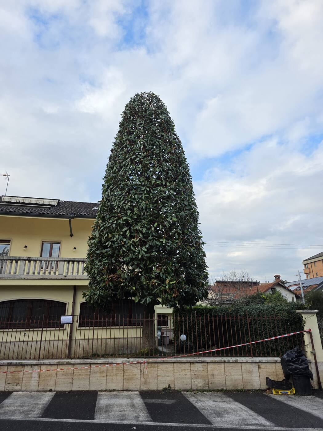 Albero sagomato a cono dopo la potatura