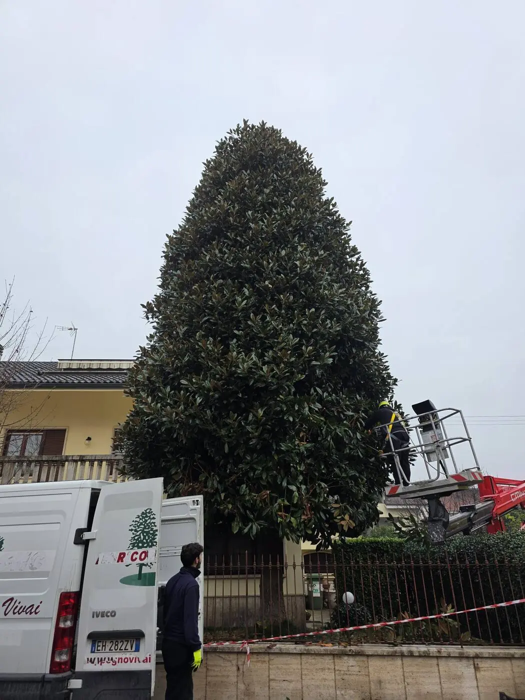Grande magnolia sempreverde potata a forma di cono regolare