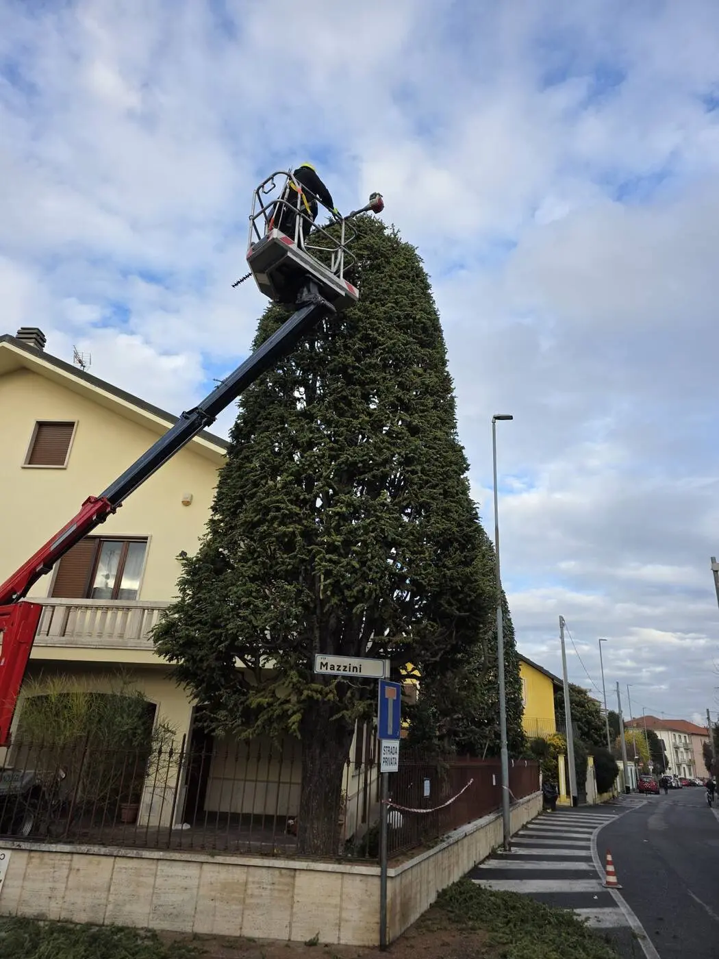 Potatura di un grande albero con piattaforma aerea