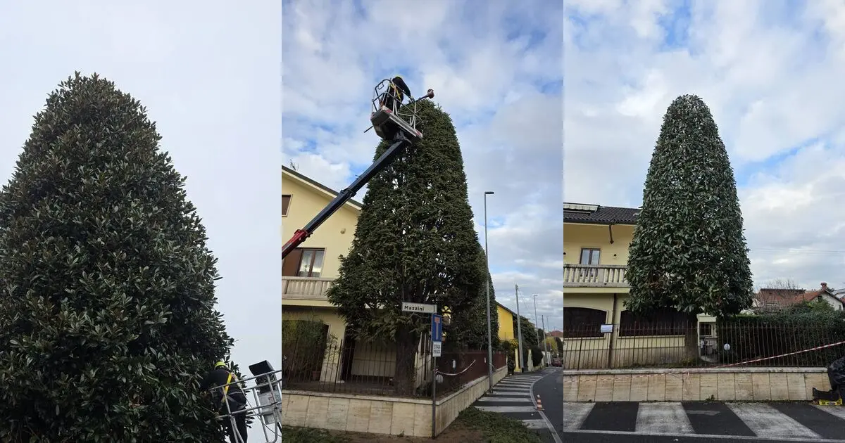 Magnolia prima, durante e dopo la potatura con piattaforma aerea