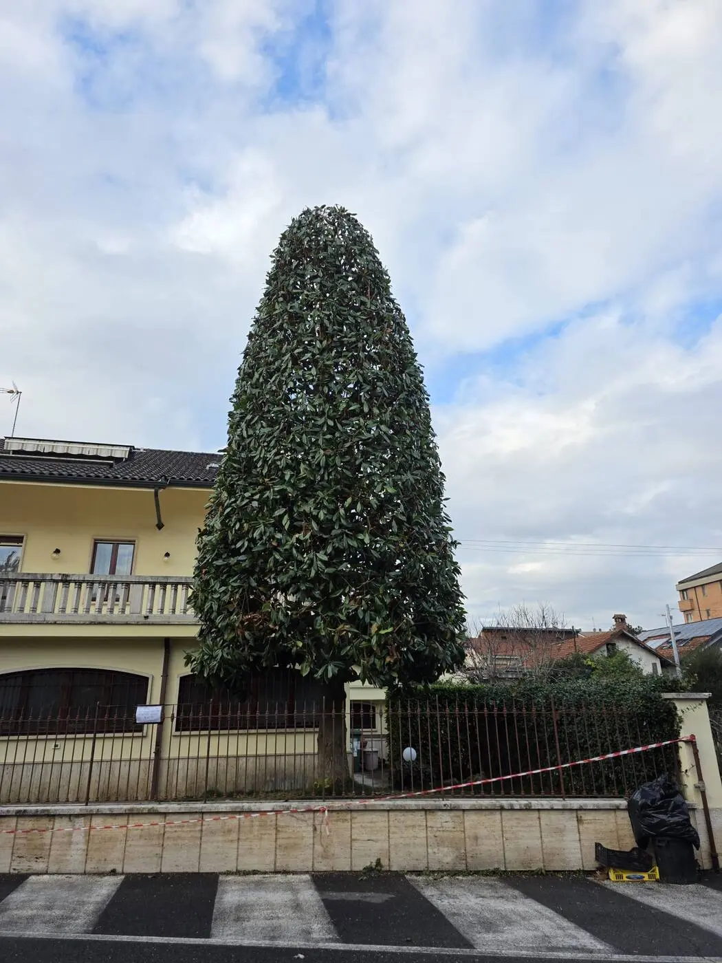 Albero sagomato a cono dopo la potatura